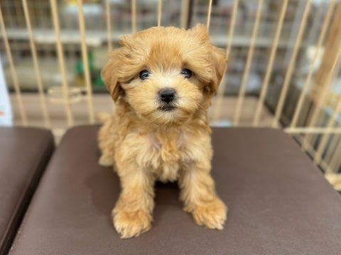 垂れ目がきートのマルプーちゃん🐶🫶🏻（2024.11/16撮影📸）