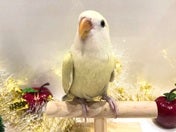 コザクラインコ(色変わり)