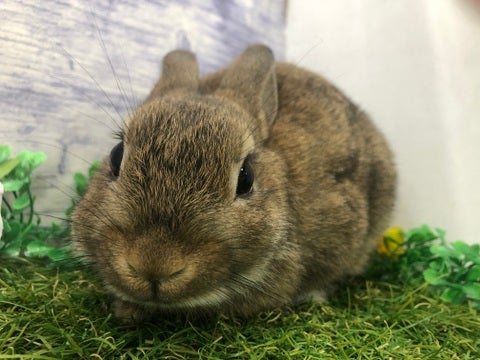 【11月17日撮影】ナデナデ待ちの顔が可愛い🥰