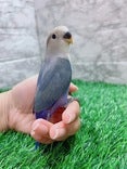 コザクラインコ(色変わり)