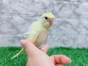 羽衣セキセイインコ