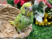 セキセイインコ ヒナ