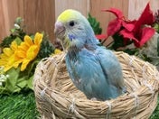 セキセイインコ ヒナ