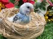 セキセイインコ ヒナ