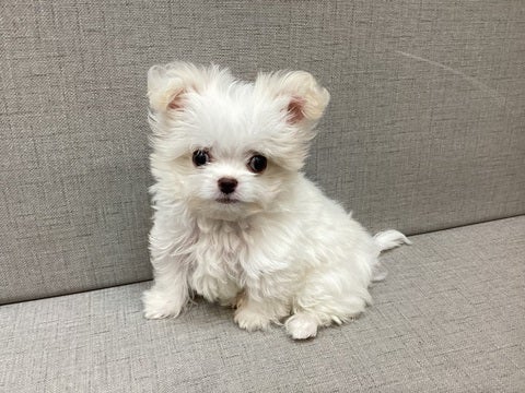 2024/11/18 更新　きゅるるんとしたお顔がかわいい🥺❤️