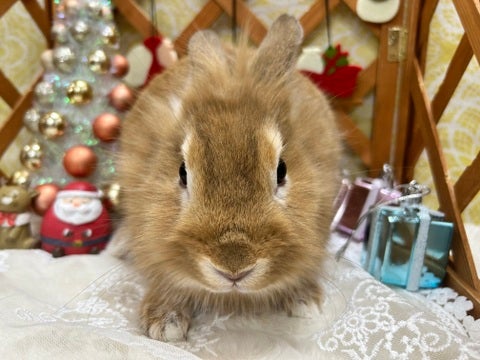 正面からのお顔もキュート♡是非八王子店にお待ちしております☆