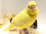 黄色い羽が綺麗なインコさん🦜💛11/20