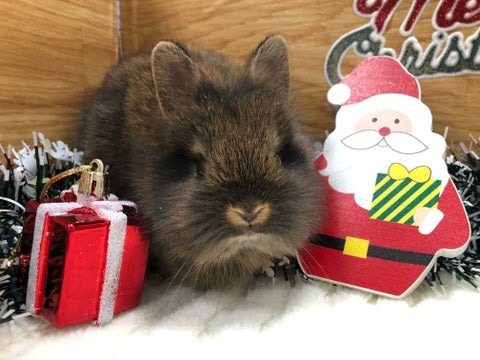 【11月20日撮影】これから立派なたてがみになりますように🙏