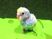 セキセイインコ ヒナ