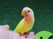 コザクラインコ(ルチノー)