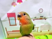 コザクラインコ(ノーマル)