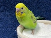 セキセイインコ ヒナ