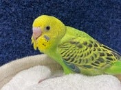 セキセイインコ ヒナ