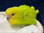 セキセイインコ ヒナ