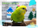 セキセイインコ ヒナ