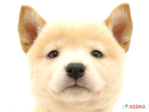 千葉県の柴犬(標準サイズ) (コジマウエルケアセンター/2024年9月21日生まれ/女の子/白)の子犬