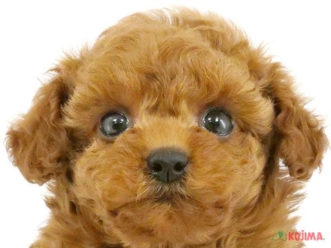 千葉県のトイプードル(トイ) (コジマウエルケアセンター/2024年9月18日生まれ/男の子/レッド)の子犬