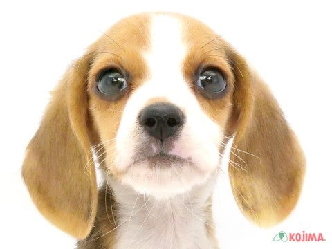 千葉県のビーグル (コジマウエルケアセンター/2024年9月18日生まれ/男の子/ハウンドカラー)の子犬