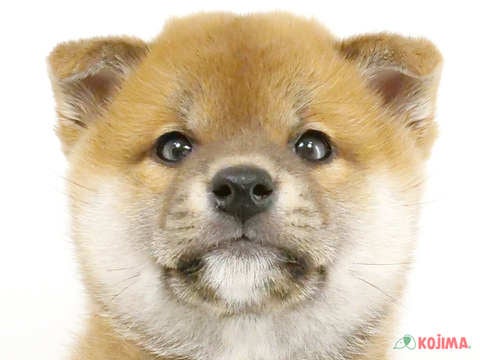 千葉県の柴犬(標準サイズ) (コジマウエルケアセンター/2024年9月22日生まれ/男の子/赤)の子犬