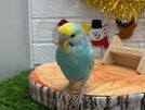 セキセイインコ ヒナ