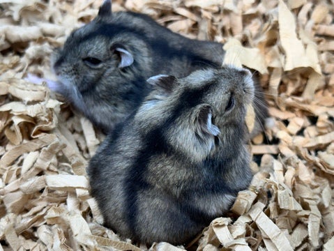 体格の大きい子で手のひらにすっぽりぐらいの大きさです🐹