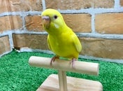 セキセイインコ ヒナ