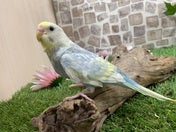 セキセイインコ ヒナ