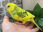 セキセイインコ ヒナ