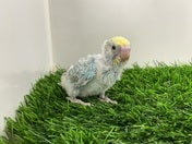 セキセイインコ ヒナ