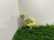 セキセイインコ ヒナ