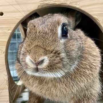 なでなで大好き🫱🐰✨甘えん坊なうさぎさんです🐰💕2024年11月22日撮影📸