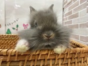 ひょっこり🐰