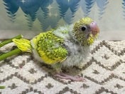 セキセイインコ ヒナ