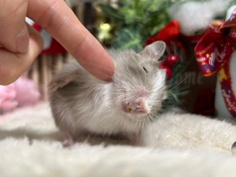 カキカキ大好きです❤️