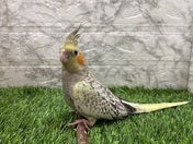 オカメインコ(色変わり)