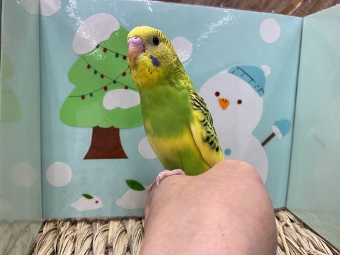 立派になりました🦜