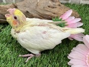 オカメインコ ヒナ(シロ)