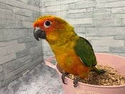 コガネメキシコインコ ヒナ