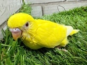 セキセイインコ ヒナ