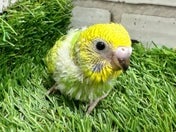 セキセイインコ ヒナ