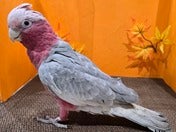 モモイロインコ