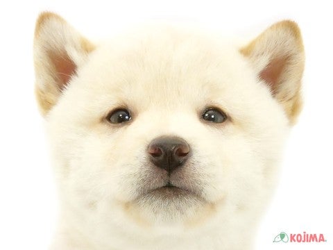 茨城県の柴犬(標準サイズ) (コジマイーアスつくば店/2024年9月27日生まれ/男の子/白)の子犬