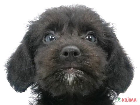 埼玉県のハーフ犬・ミックス犬 (コジマ三郷店/2024年9月22日生まれ/男の子/ブラック)の子犬