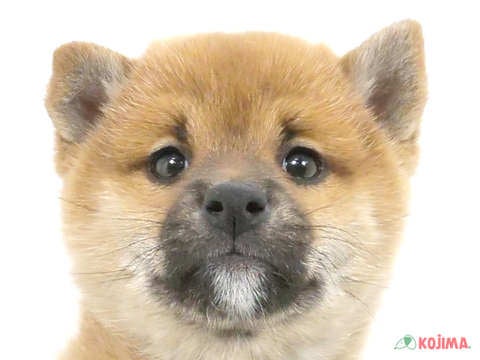 東京都の柴犬(標準サイズ) (コジマ青戸店/2024年9月28日生まれ/女の子/赤)の子犬