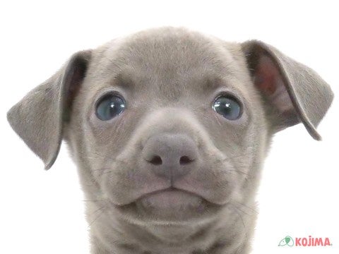 千葉県のイタリアングレーハウンド (コジマウエルケアセンター/2024年9月29日生まれ/男の子/ブルー)の子犬