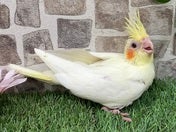 オカメインコ ヒナ(色変わり)