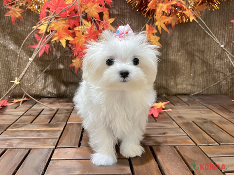 【2024/11/28撮影】素直で優しい子💕垂れ目がカワイイ💕