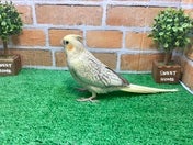 オカメインコ ヒナ(色変わり)