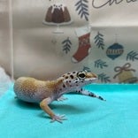 ヒョウモントカゲモドキ