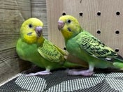 セキセイインコ ヒナ